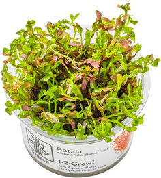 Tropica Rotala rotundifolia Blood Red Lebende Aquarienpflanze Rot – Bild 1 von 1