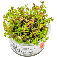 Produktbild von Tropica Rotala rotundifolia Blood Red Lebende Aquarienpflanze Rot