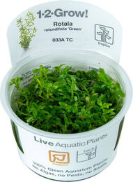 Produktbild von Tropica Rotala rotundifolia Green Aquarienpflanze 1 Stück