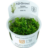 Produktbild von Tropica Rotala rotundifolia Green Aquarienpflanze 1 Stück