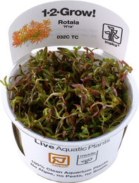 Tropica Rotala rotundifolia Vietnam H'ra Aquarienpflanze in der Tissue Kultur Becher – Bild 1 von 5