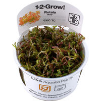 Produktbild von Tropica Rotala rotundifolia Vietnam H'ra Aquarienpflanze in der Tissue Kultur Becher