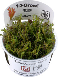 Tropica Rotala wallichii Lebende Aquarienpflanze Cup Grün – Bild 1 von 1