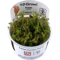Produktbild von Tropica Rotala wallichii Lebende Aquarienpflanze Cup Grün
