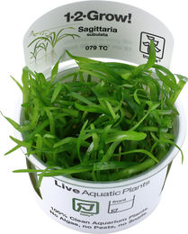 Tropica Sagittaria subulata Aquarienpflanze in der Cup 1 Stück – Bild 1 von 1