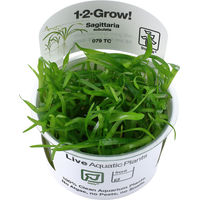 Produktbild von Tropica Sagittaria subulata Aquarienpflanze in der Cup 1 Stück