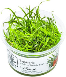 Produktbild von Tropica Sagittaria subulata Needle Leaf Lebende Aquarienpflanze