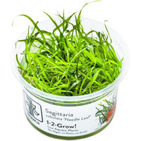 Produktbild von Tropica Sagittaria subulata Needle Leaf Lebende Aquarienpflanze