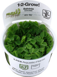Tropica Salvinia auriculata Schwimmpflanze 1 Stück – Bild 1 von 1