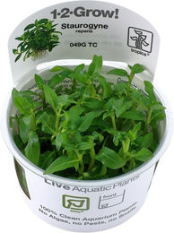 Tropica Staurogyne repens In-Vitro Aquariumpflanze in der Schale – Bild 1 von 5