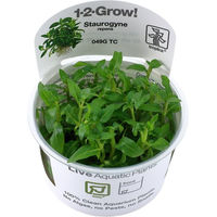 Produktbild von Tropica Staurogyne repens In-Vitro Aquariumpflanze in der Schale
