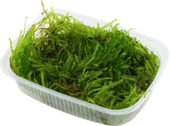 Produktbild von Tropica Taxiphyllum sp. Spiky Moss Lebende Pflanze für Aquarien 1 Packung