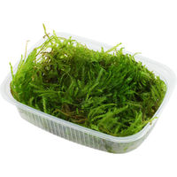 Produktbild von Tropica Taxiphyllum sp. Spiky Moss Lebende Pflanze für Aquarien 1 Packung