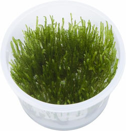 Tropica Taxiphyllum Spiky Moss Moospflanze in vitro im Becher – Bild 1 von 6