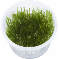 Produktbild von Tropica Taxiphyllum Spiky Moss Moospflanze in vitro im Becher