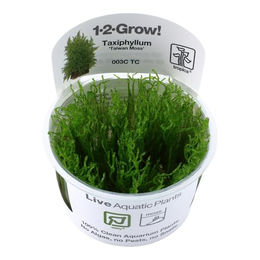 Tropica Taxiphyllum Taiwan Moss In Vitro Lebende Aquarienpflanze Grün – Bild 1 von 5