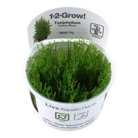 Produktbild von Tropica Taxiphyllum Taiwan Moss In Vitro Lebende Aquarienpflanze Grün