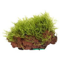 Produktbild von Tropica Vesicularia dubyana Moos auf Lavastein Grün