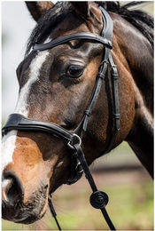 Produktbild von Trust Falsterbo Tmotion Trense kombiniert aus Leder für Warmblut in Schwarz oder Braun