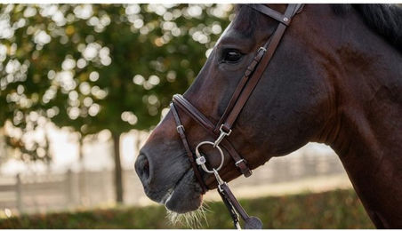 Produktbild von Trust Trense Hamburg englisch kombiniert aus Leder mit Zügeln für Warmblut