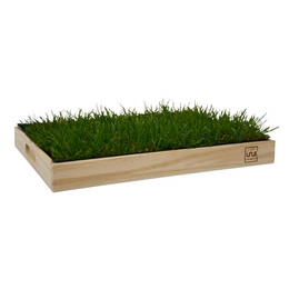Produktbild von UNUS Katzengras inklusive Holztablett 40x30cm