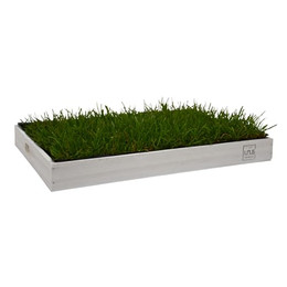 Produktbild von UNUS Katzengras inklusive Holztablett 40x30cm Weiß - 1 Stk.