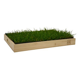 Produktbild von UNUS Katzengras inklusive Holztablett - 1 Stk.