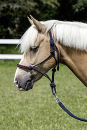 USG Knotenhalfter mit Glitzersteinchen – Bild 1 von 2