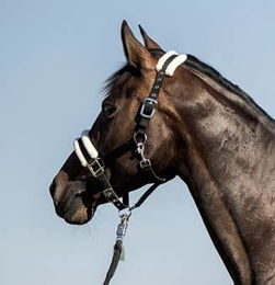 Produktbild von USG Halfter einfarbig mit Kunstfellunterlegung für Warmblut in Schwarz