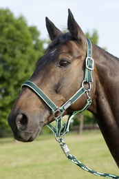 Produktbild von USG Halfter und Stricke für Warmblut in Orange Blau oder Grün