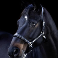 Produktbild von USG Lederhalfter Lovely für Ponys in Schwarz mit Silberbeschlag