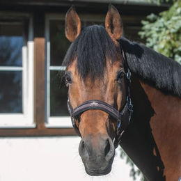 Produktbild von USG Rosi Pferdehalfter für Ponys in Braun