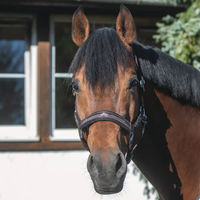 Produktbild von USG Rosi Pferdehalfter für Ponys in Braun