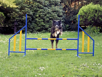 Produktbild von VABIONO Agility-Hürde für Hunde Profi-Training FCI-konform