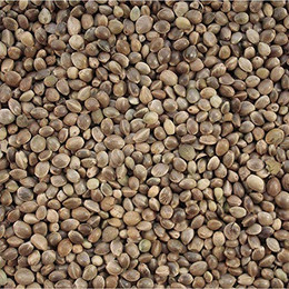 Produktbild von Versele Laga Hanfsamen - 20 kg