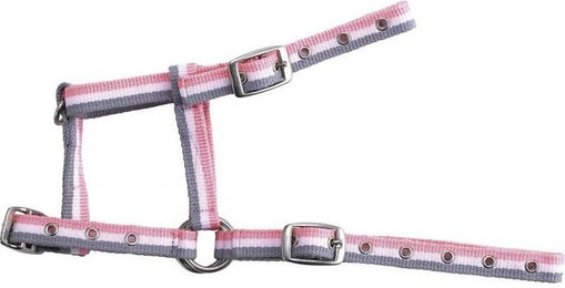 Verstellbares Fohlenhalfter Norton – Bild 1 von 2