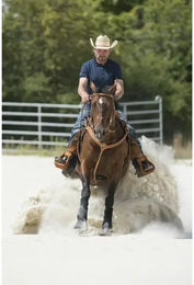 Produktbild von Vorderzeug für Pferde Westride Franck Perret Aurora