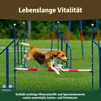 Produktbild von Veddelholzer Grünlippmuschelpulver Gelenk-Supplement für Hunde Katzen und Pferde 1000g