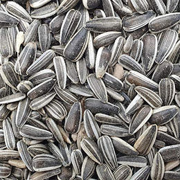 Versele-Laga Sonnenblumenkerne Cleaned Striped Wildvogel Futter ohne tierisches Protein 12800g - 12,5 kg – Bild 1 von 2
