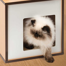 Vesper Katzenmöbel Box klein aus Holz in Walnuss Braun – Bild 1 von 6