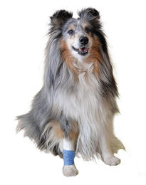 Vetlando Heimtierpflaster aus Schaumstoff in Blau für Hunde und Katzen – Bild 1 von 5
