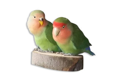 Vogelgaleria 2er Pack Holz Sitzbretter für Wellensittiche und Vögel – Bild 1 von 2