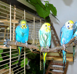 Vogelgaleria 6er Pack Sitzstangen aus Naturholz mit Wildobst für Wellensittiche und Vögel, 15 - 26 cm x 0.8 - 2 cm – Bild 1 von 3