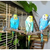 Produktbild von Vogelgaleria 6er Pack Sitzstangen aus Naturholz mit Wildobst für Wellensittiche und Vögel, 15 - 26 cm x 0.8 - 2 cm