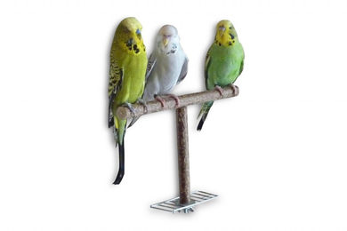 Vogelgaleria Anflughilfe Sitzstange aus Naturholz für Wellensittich Nymphensittich und Kanarienvogel 18/28 cm – Bild 1 von 5