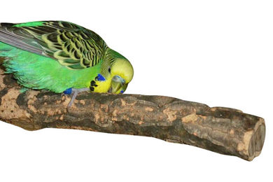 Vogelgaleria Korksitzstange aus Naturkork für Wellensittich und Nymphensittich 20cm – Bild 1 von 4
