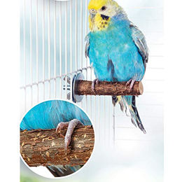 Vogelgaleria Natürliche Einzelsitzerstange für Vögel wie Wellensittiche und Nymphensittiche in Braun – Bild 1 von 6