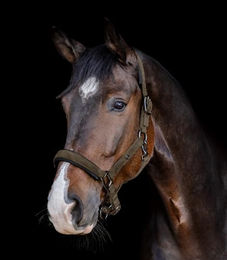 Waldhausen Halfter St. Gallen – Bild 1 von 2