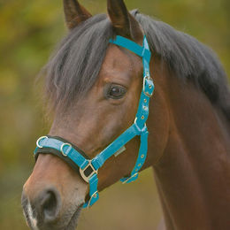 WALDHAUSEN Longierhalfter Economic azurblau Pony – Bild 1 von 4