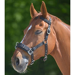 Produktbild von WALDHAUSEN Longierhalfter Economic schwarz PON